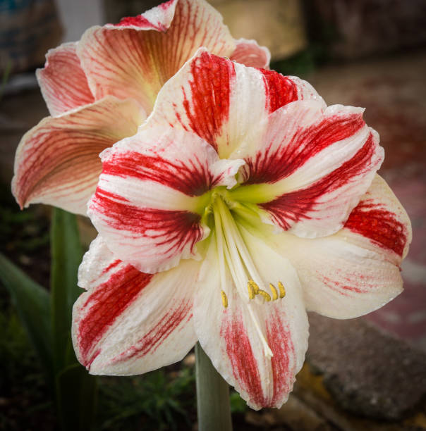 Maroon White Amaryllis Flower Seeds – Heirloom, Non-GMO, High Germination Seeds