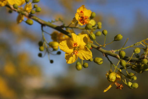 Yellow Red Parkinsonia Flower Seeds for Planting | Heirloom, Non-GMO, High Germination Organic Garden Seeds