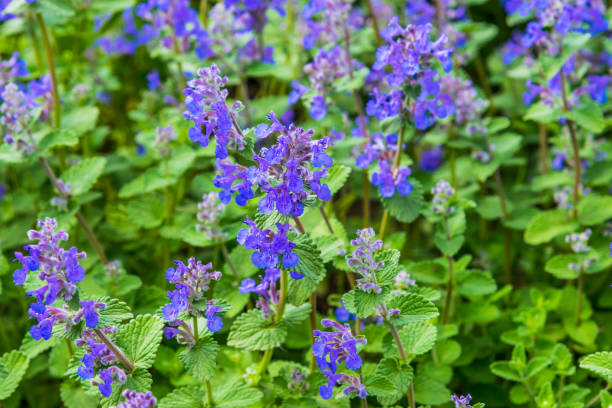 Blue Catmint Plant Seeds for Planting – Heirloom Non-GMO High Germination Organic Garden Seeds