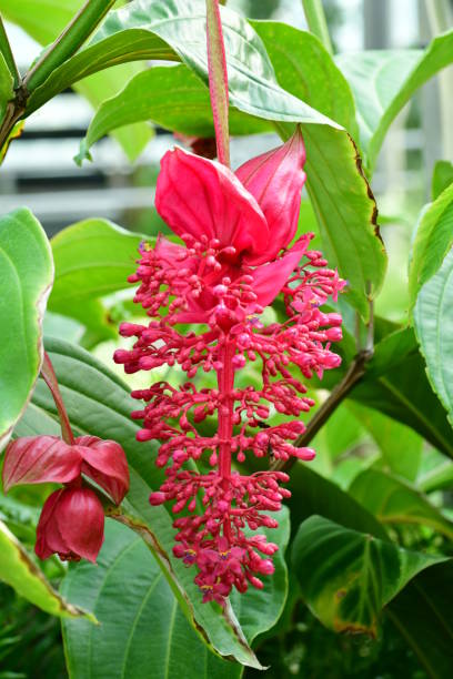 Red Medinilla Magnifica Flower Seeds – Heirloom, Non-GMO, High Germination Seeds
