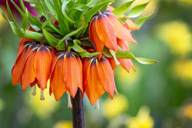 Orange Fritillaria Flower Seeds – Heirloom, Non-GMO, High Germination Seeds