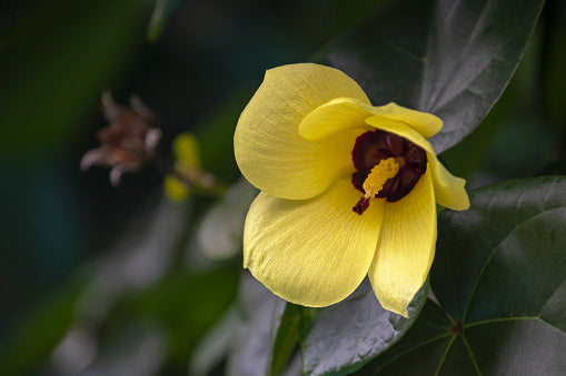 Yellow Hibiscus Tiliaceus Flower Seeds – Heirloom Non-GMO High Germination Seeds