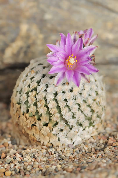 Pelecyphora Strobiliformis Flower Seeds – Heirloom, Non-GMO Seeds for Planting