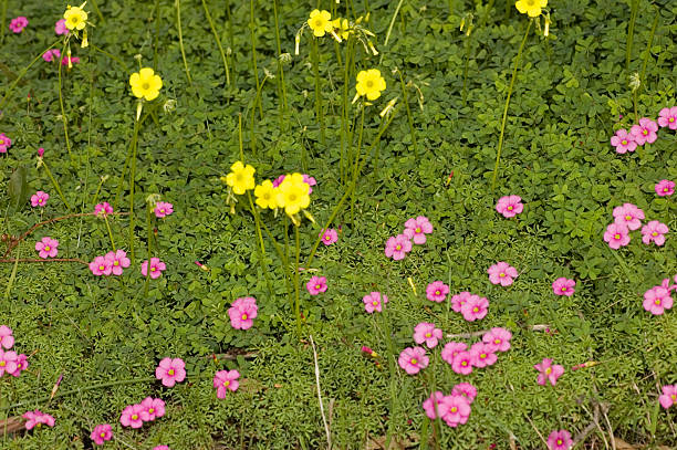 Semillas de flores de Oxalis Laciniata mixtas – Semillas de jardín orgánicas de alta germinación, reliquia, sin OMG para sembrar