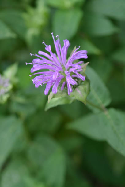Lavender Bergamot Plant Seeds - Fragrant Herb Seeds -Heirloom &amp; Non-GMO Seeds for planting High Germination Seeds