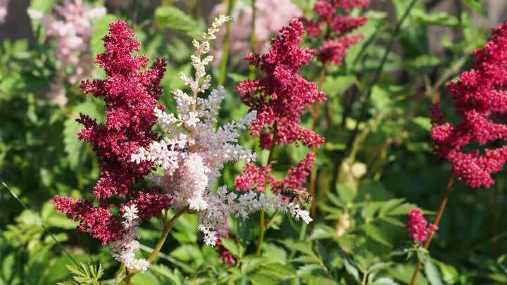 Mix Astilbe Flower Seeds – Heirloom, Non-GMO, High Germination Seeds
