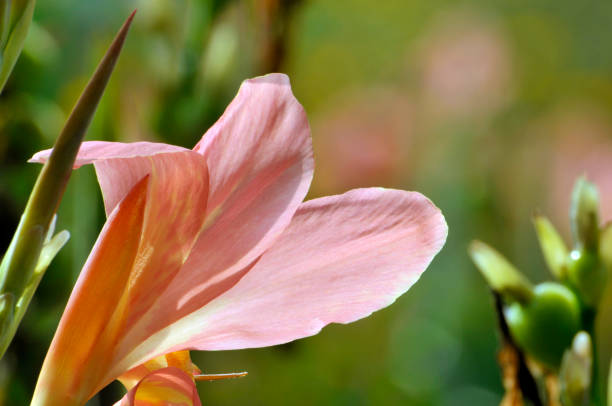 Blassrosa Canna-Samen – Alte Sorte, gentechnikfrei, hohe Keimrate, Bio-Gartensamen zum Pflanzen
