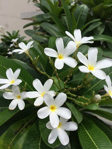 White Champa Flower Seeds – Heirloom, Non-GMO, High Germination Seeds