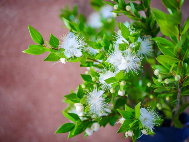 Myrtle Flower Seeds White – Heirloom, Non-GMO, High Germination Seeds