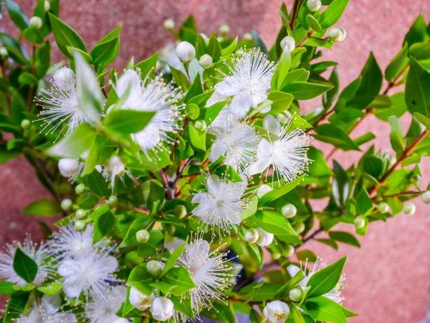 White Myrtle Flower Seeds – Heirloom, Non-GMO, High Germination Seeds