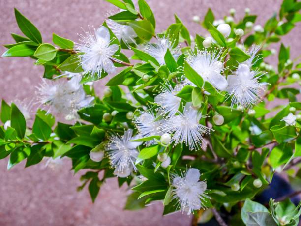 White Myrtle Flower Seeds – Heirloom, Non-GMO, High Germination Seeds