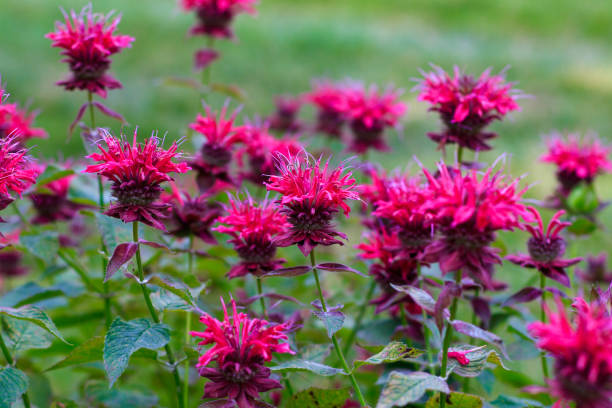 Monarda Fistulosa Flower Seeds – Heirloom, Non-GMO, High Germination Seeds