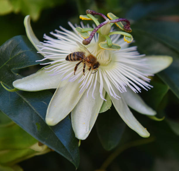 White Passiflora Flower Seeds for Planting – Heirloom, Non-GMO Seeds