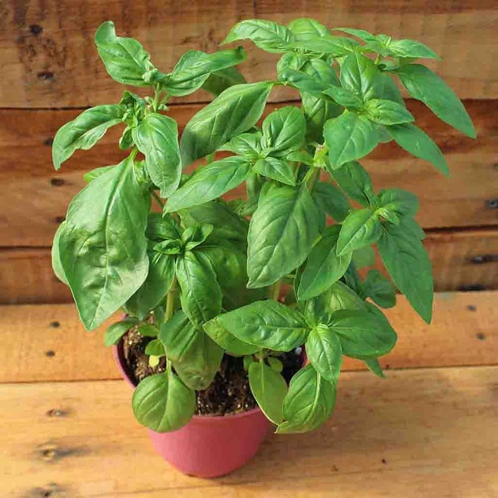 italian large flower seeds