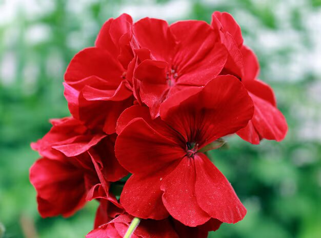Rote Mini-Geranien-Blumensamen – Alte Sorte, gentechnikfrei, keimstark, Bio-Gartensamen zum Pflanzen