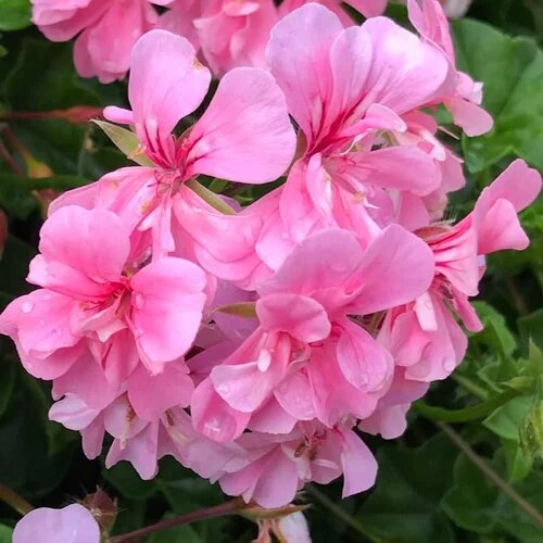 Pink Geranium Flowers Seeds – Heirloom, Non-GMO, High Germination Seeds