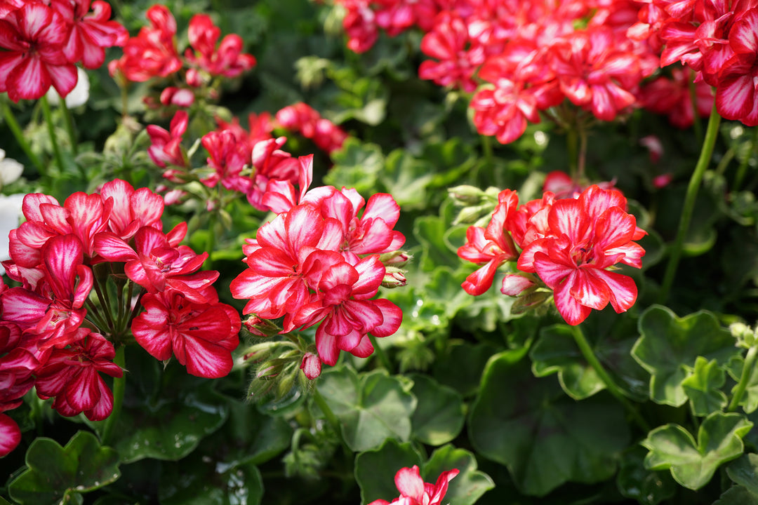 Red White Pelargonium Flower Seeds – Heirloom, Non-GMO, High Germination Seeds