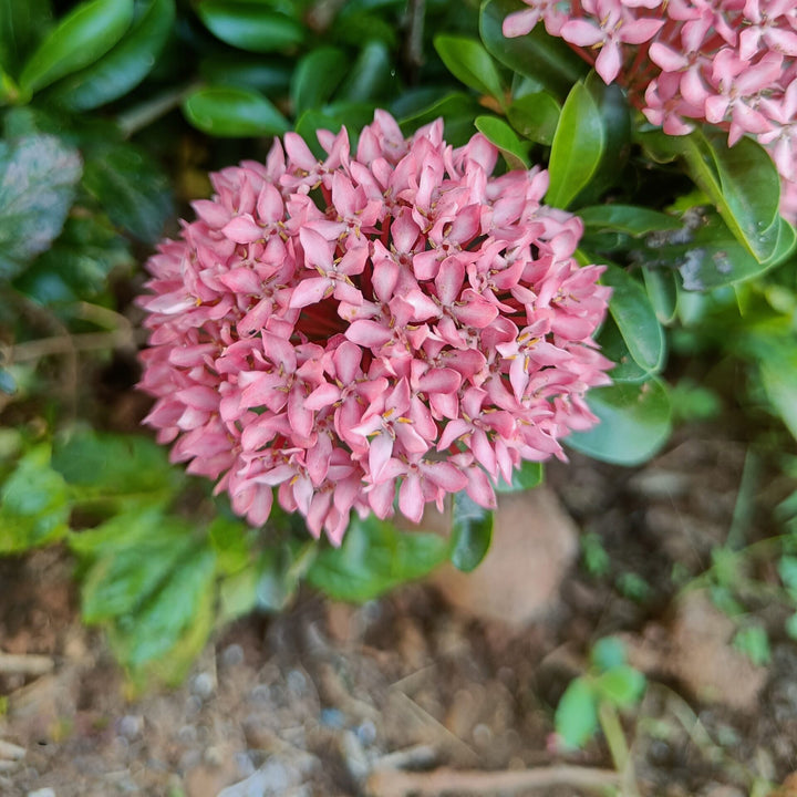 Ixora Flower Seeds Pink – Heirloom, Non-GMO, High Germination Seeds for Planting