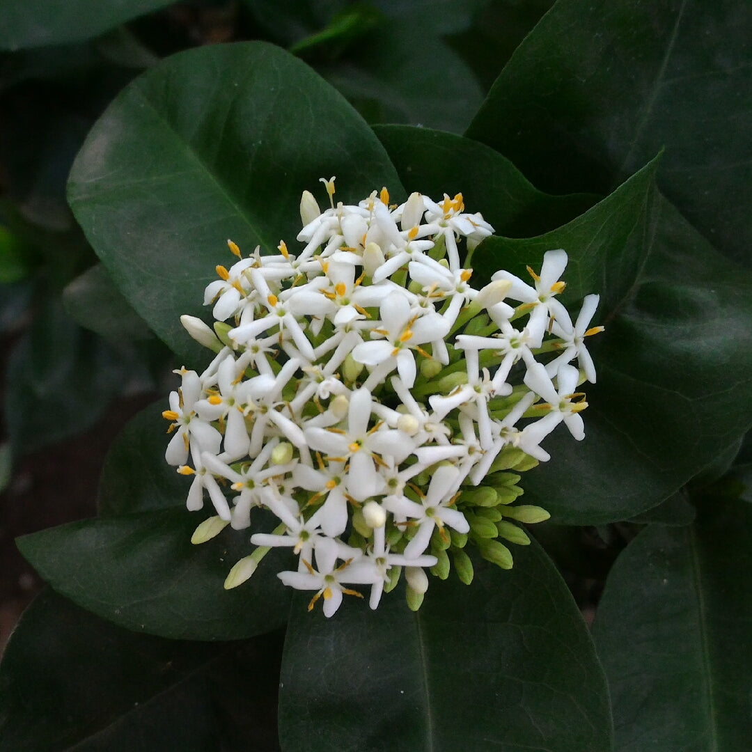 White Ixora Flower Seeds – Heirloom, Non-GMO, High Germination Seeds