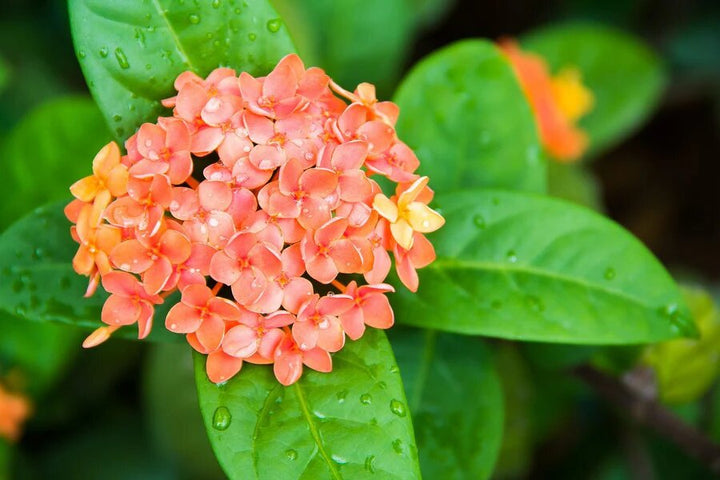 Orange Ixora Flower Seeds – Heirloom, Non-GMO, High Germination Seeds