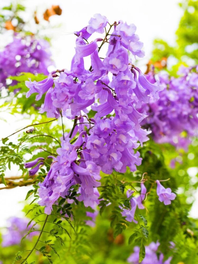 Purple Jacaranda Flower Seeds Heirloom Non-GMO High Germination Organic Garden Seeds for Planting