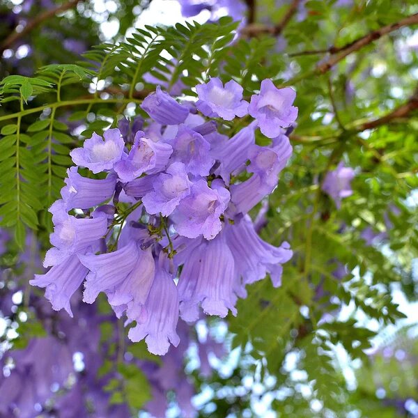 Jacaranda Flower Seeds Purple Heirloom Non-GMO High Germination Organic Garden Seeds for Planting