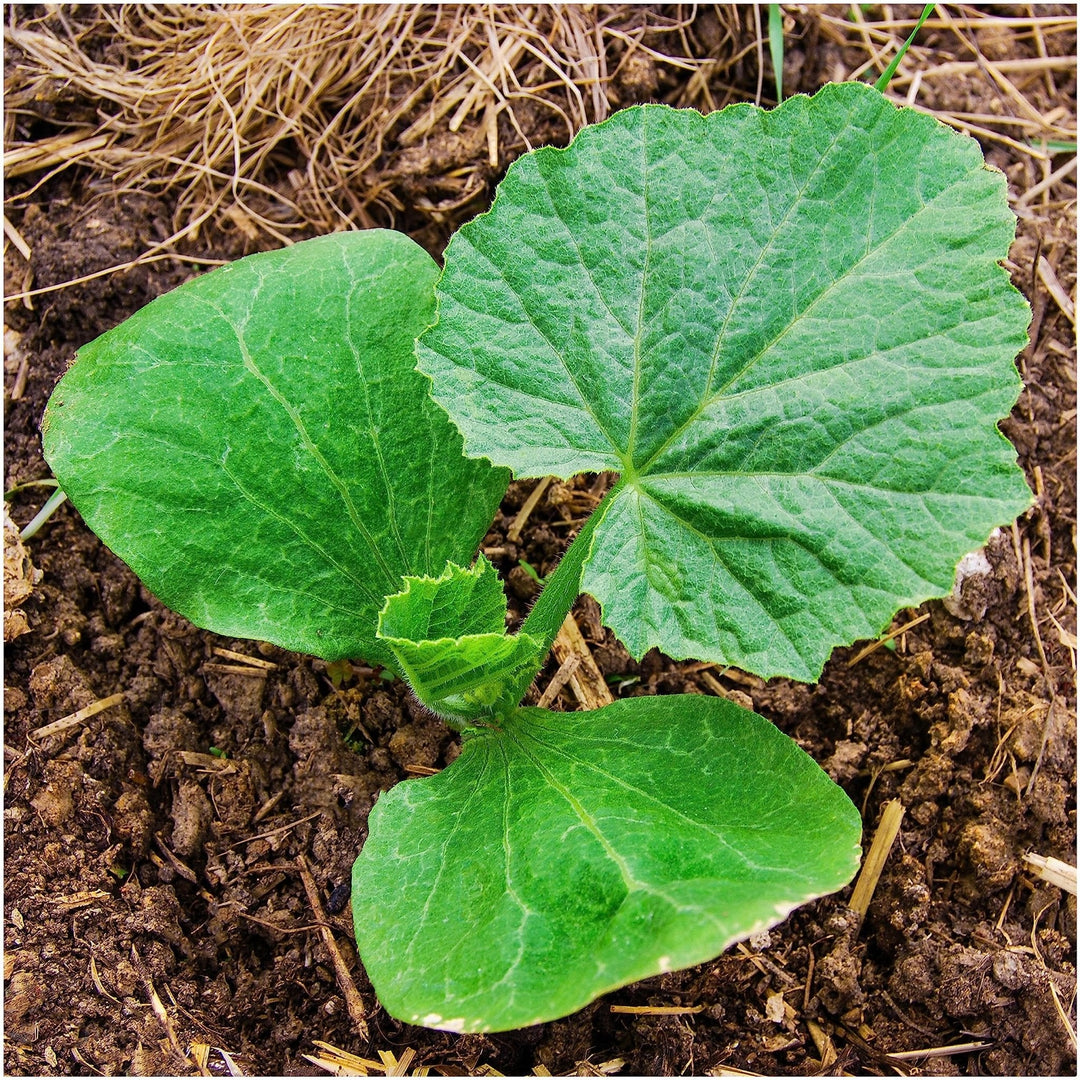 jack o flower seeds