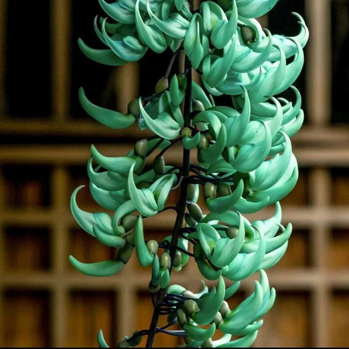 Semillas de flor Strongylodon verde – Cimarrón, sin OGM, semillas de alta germinación