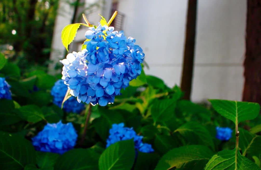 japanese bonsai flower seeds