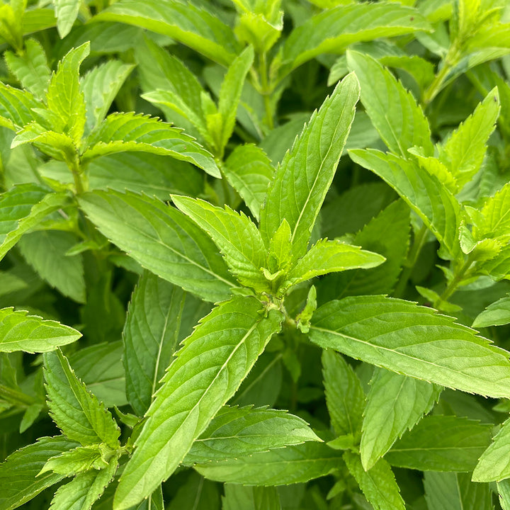 Japanese Mint Seeds for Planting – Heirloom, Non-GMO, High Germination Organic Garden Seeds