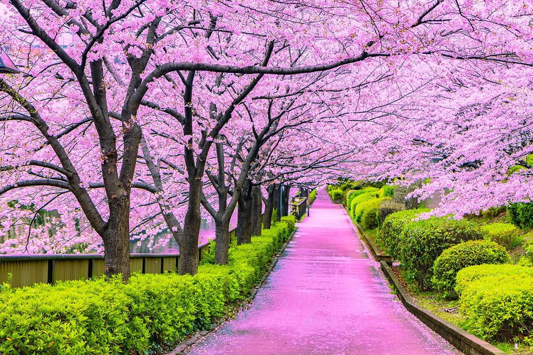 japanese sakura flower seeds