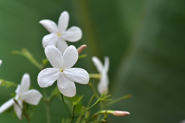 Semillas de jazmín blanco – Semillas de herencia, no transgénicas, de alta germinación