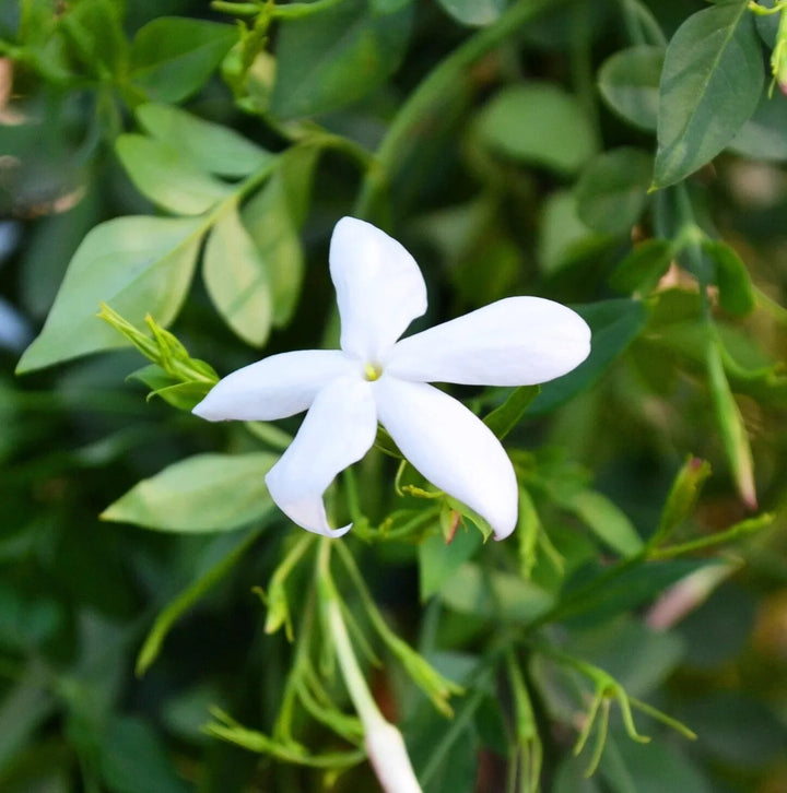 White Perennial Jasmine Flower Seeds – Heirloom, Non-GMO, High Germination Seeds