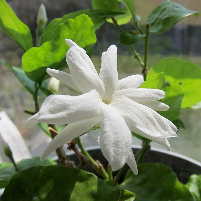 jasmine jasminum flower seeds