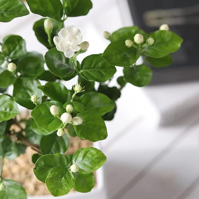 white jasmine flower seeds