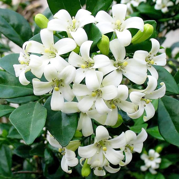 orange jasmine flower seeds
