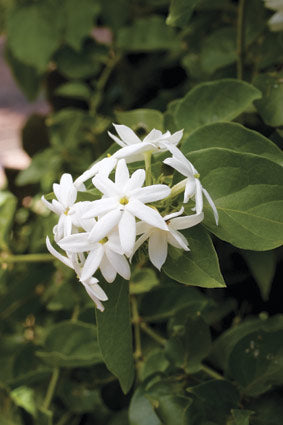 Jasminum Sambac Jasmine Flower Seeds – Heirloom, Non-GMO, High Germination Seeds