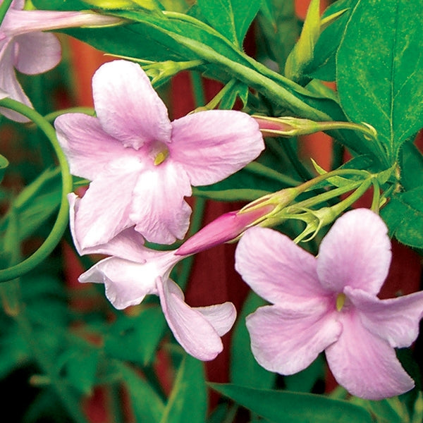Pink Mogra Flowers Seeds – Heirloom, Non-GMO, High Germination Seeds