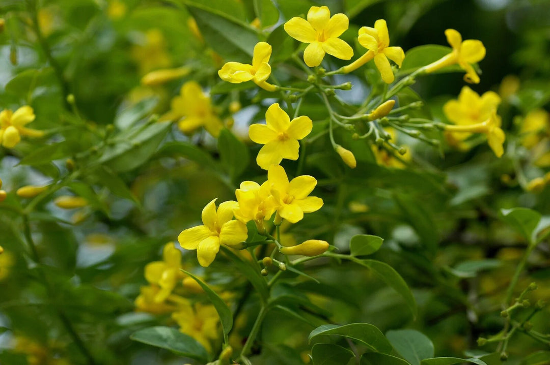Jasmine Flower Seeds Yellow – Heirloom Non-GMO High Germination Seeds