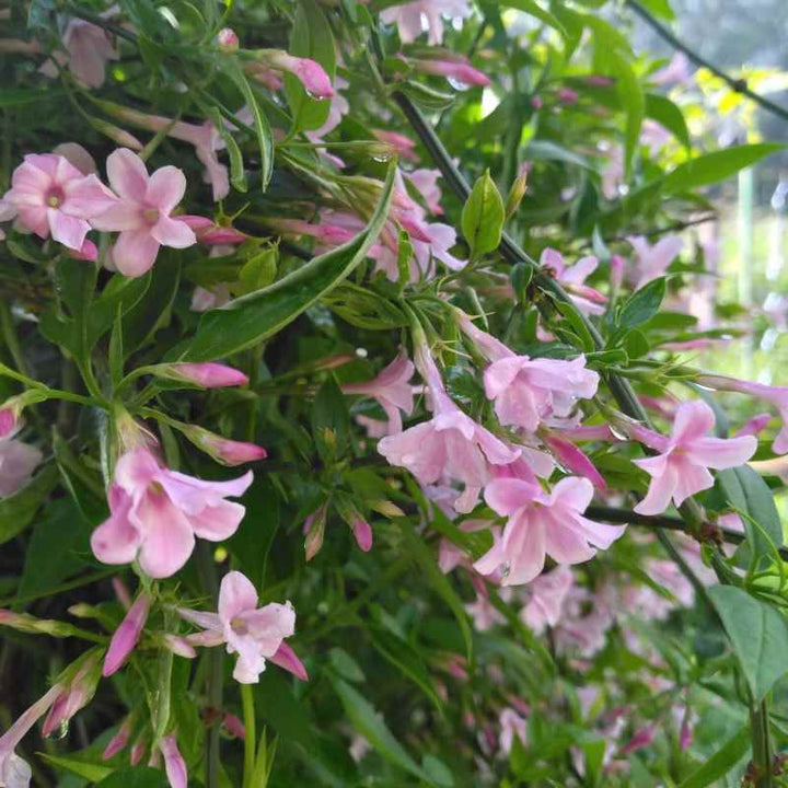 Pink Mogra Flower Seeds – Heirloom, Non-GMO, High Germination Seeds