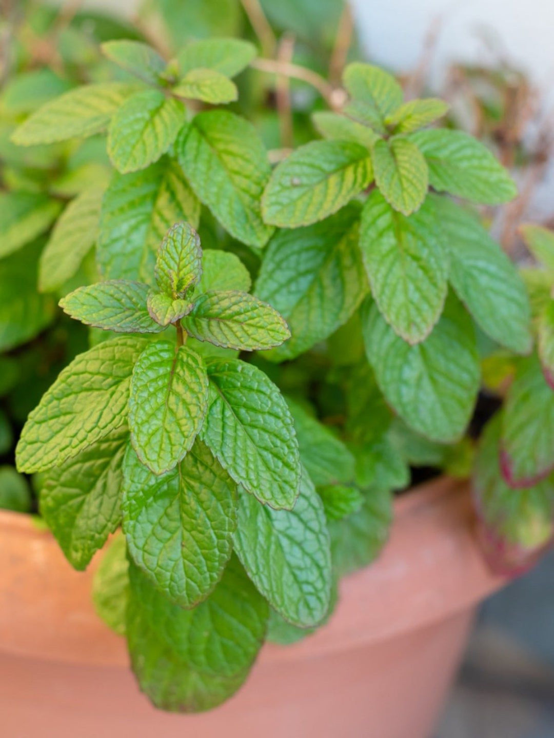 Green Spearmint Seeds – Heirloom &amp; Non-GMO Refreshing Herb for Drinks and Culinary Use Seeds for Planting