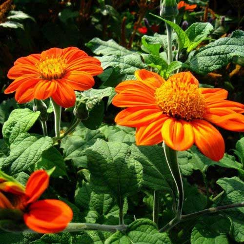 Orange Tithonia Flower Seeds – Heirloom, Non-GMO, High Germination Seeds