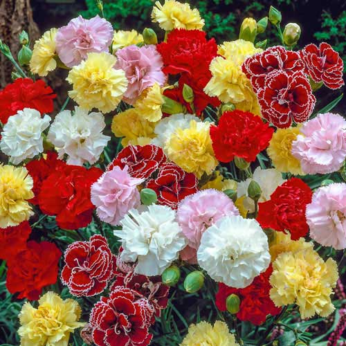 Dianthus Caryophyllus Flower Seeds Mixed – Heirloom, Non-GMO, High Germination Organic Garden Seeds
