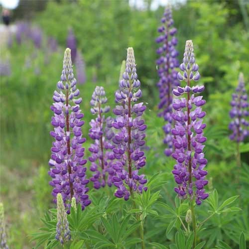 Purple Lupine Flower Seeds – Heirloom, Non-GMO, High Germination Organic Garden Seeds for Planting Seeds for Planting