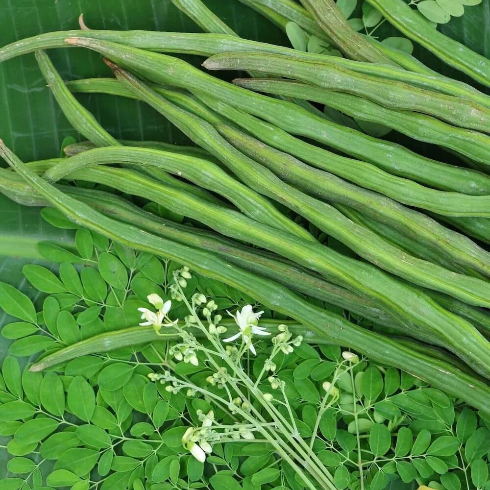 Drumstick (Moringa oleifera) Seeds | Heirloom, Non-GMO, High Germination Seeds