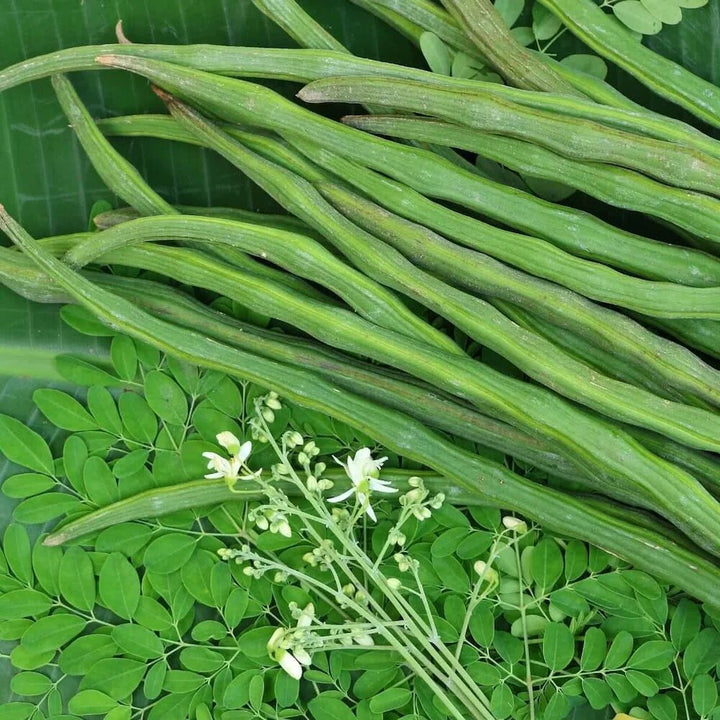 Drumstick (Moringa oleifera) Seeds | Heirloom, Non-GMO, High Germination Seeds