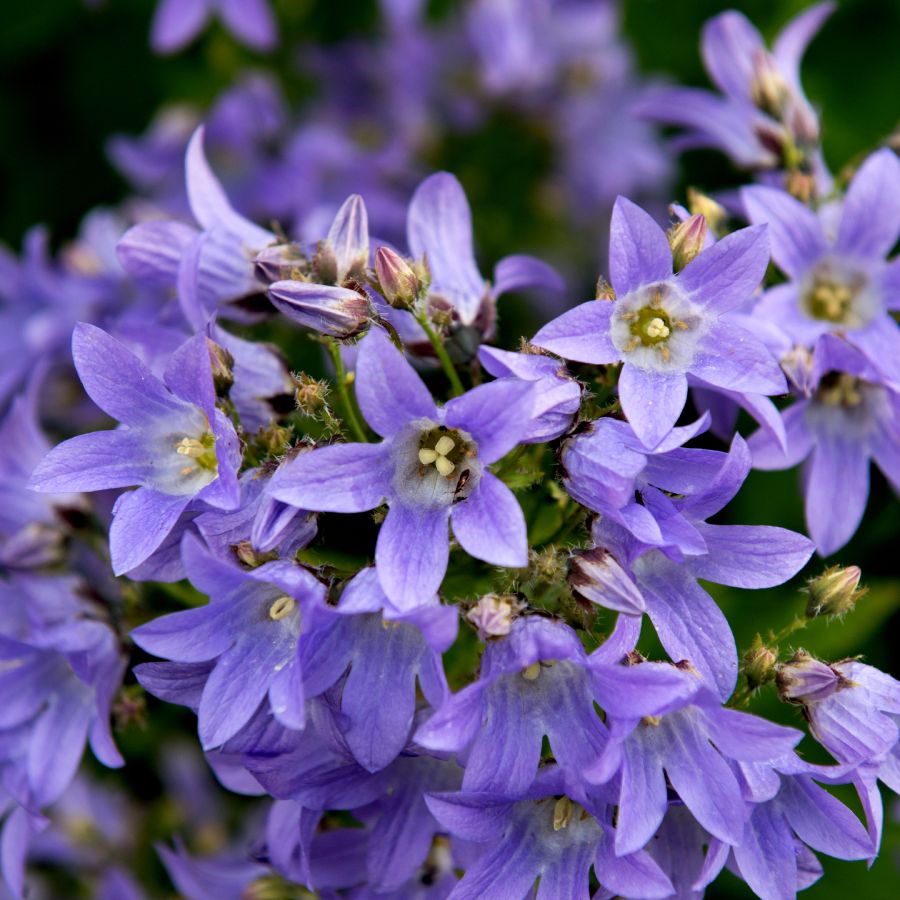 Purple Campanula Flower Seeds for Planting – Heirloom Non-GMO High Germination Seeds Seeds for Planting Organic Garden Seeds