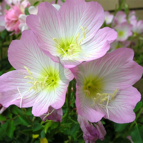Pink Primrose Flower Seeds for Planting – Heirloom Non-GMO High Germination Organic Garden Seeds