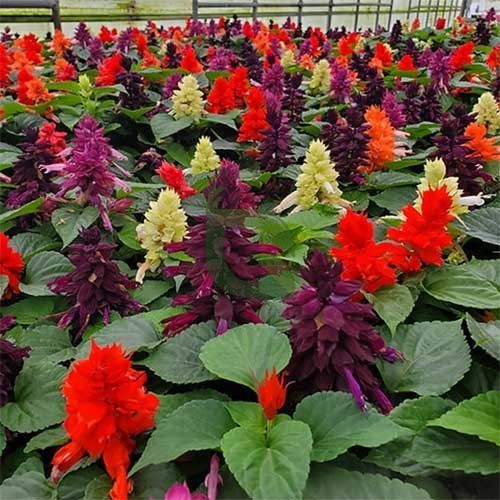 Mixed Salvia Flower Seeds – Heirloom, Non-GMO, High Germination Organic Garden Seeds