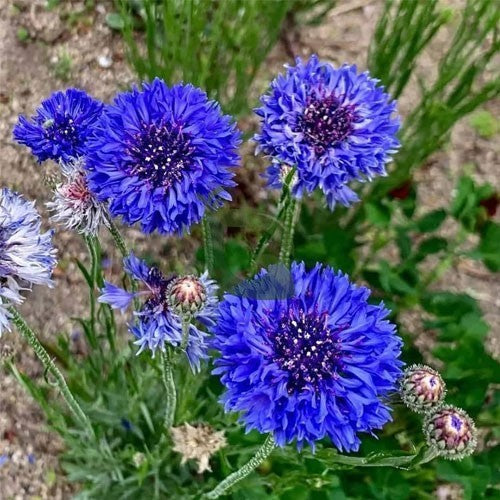 Blue Calliandra Flower Seeds – Heirloom, Non-GMO, High Germination Organic Garden Seeds